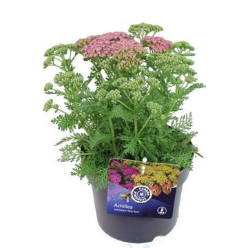 Achillea millefolium MILLY ROCK PINK