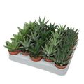 Succulents ALOE / HAWORTHIA MIX