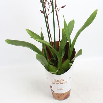 x Vuylstekeara Cambria 'Plush'