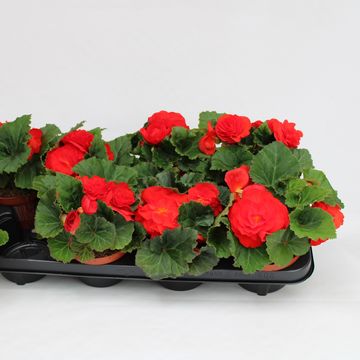 Begonia 'Fortune Scarlet Red'