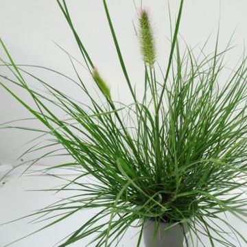 Pennisetum alopecuroides 'Little Bunny'