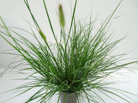 Pennisetum alopecuroides 'Little Bunny'