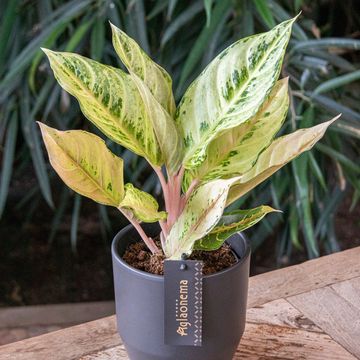 Aglaonema 'Chartreuse Pretty'