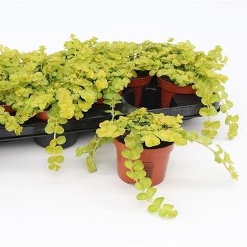 Lysimachia nummularia 'Goldilocks'