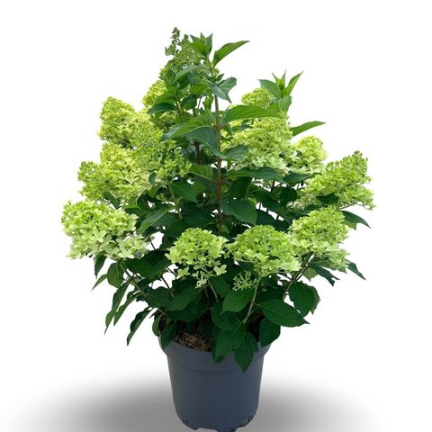 Hydrangea paniculata SKYFALL