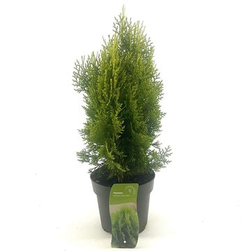 Platycladus orientalis 'Aurea Nana'