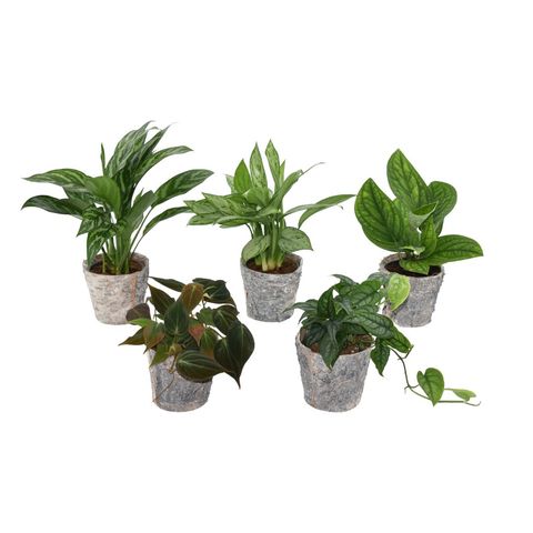 Houseplants MIX