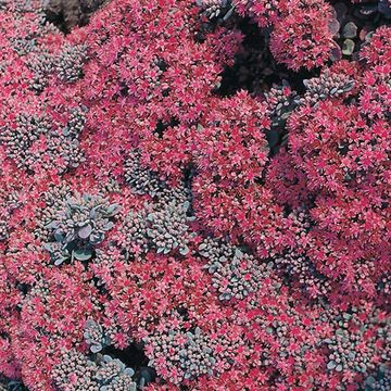 Sedum cauticola 'Lidakense'