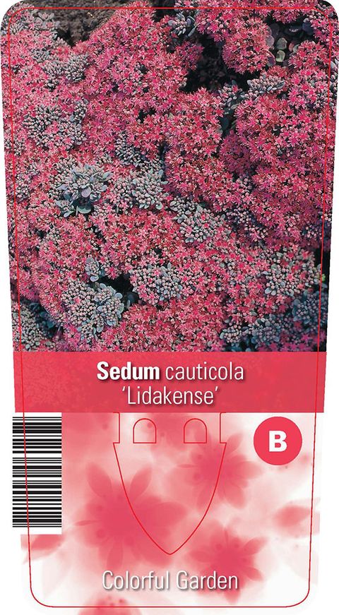 Sedum cauticola 'Lidakense'