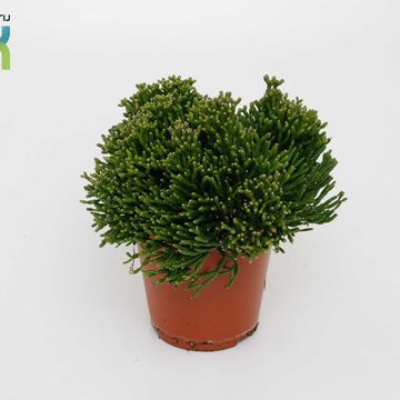 Hatiora salicornioides