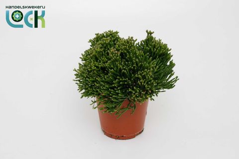 Hatiora salicornioides