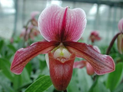 Paphiopedilum 'Robin Hood'