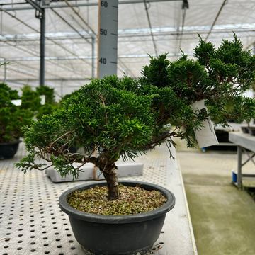 Джуниперус chinensis 'Itoigawa'