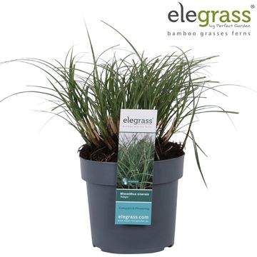 Miscanthus sinensis 'Adagio'