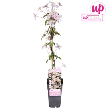 Clematis 'Marjorie' (M)