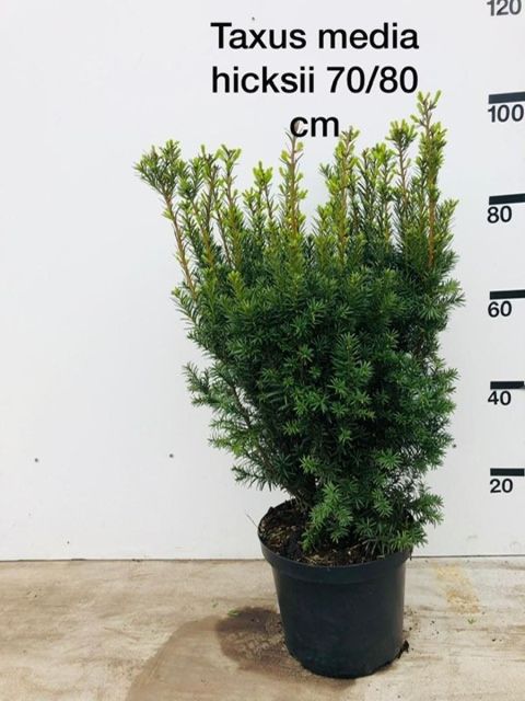 Taxus x media 'Hicksii'