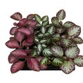 Episcia MIX