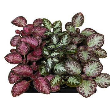 Episcia MIX