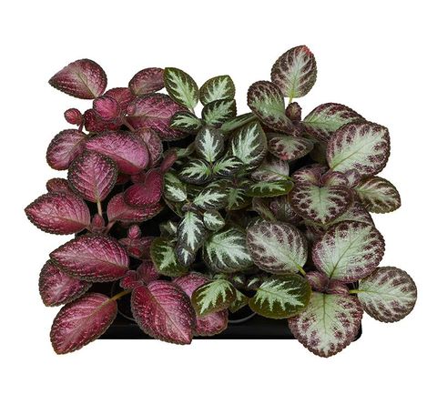 Episcia MIX