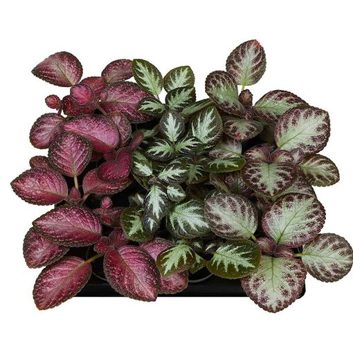 Episcia MIX