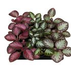 Episcia MIX