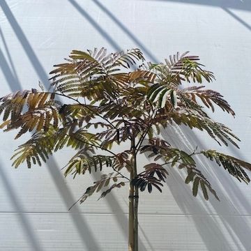 Albizia julibrissin 'Evey's Pride'
