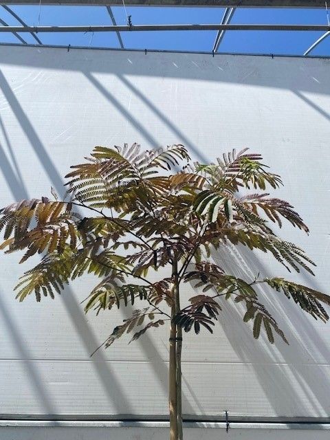 Albizia julibrissin 'Evey's Pride'
