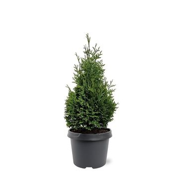 Thuja occidentalis 'Hurricane'
