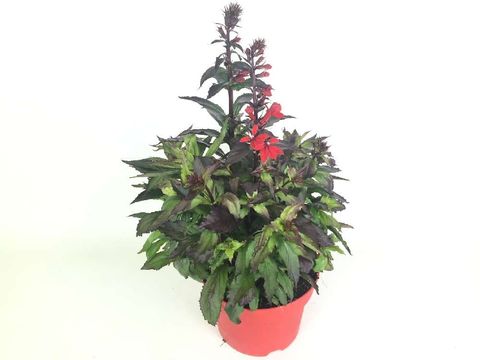 Lobelia x speciosa STARSHIP SCARLET