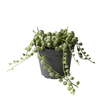 Senecio rowleyanus 'Variegata'