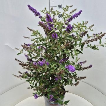 Buddleja FREE PETITE BLUE HEAVEN