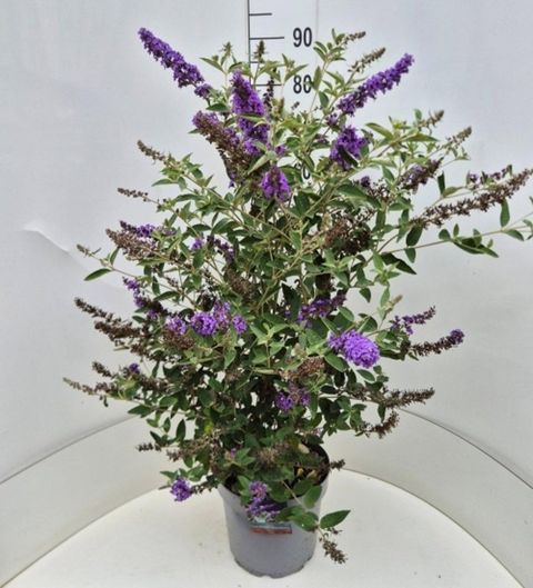 Buddleja FREE PETITE BLUE HEAVEN