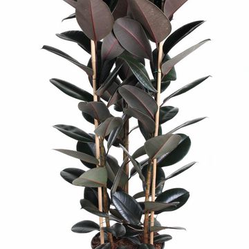 Ficus elastica 'Abidjan'