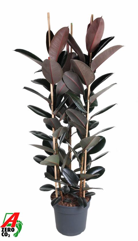 Ficus elastica 'Abidjan'