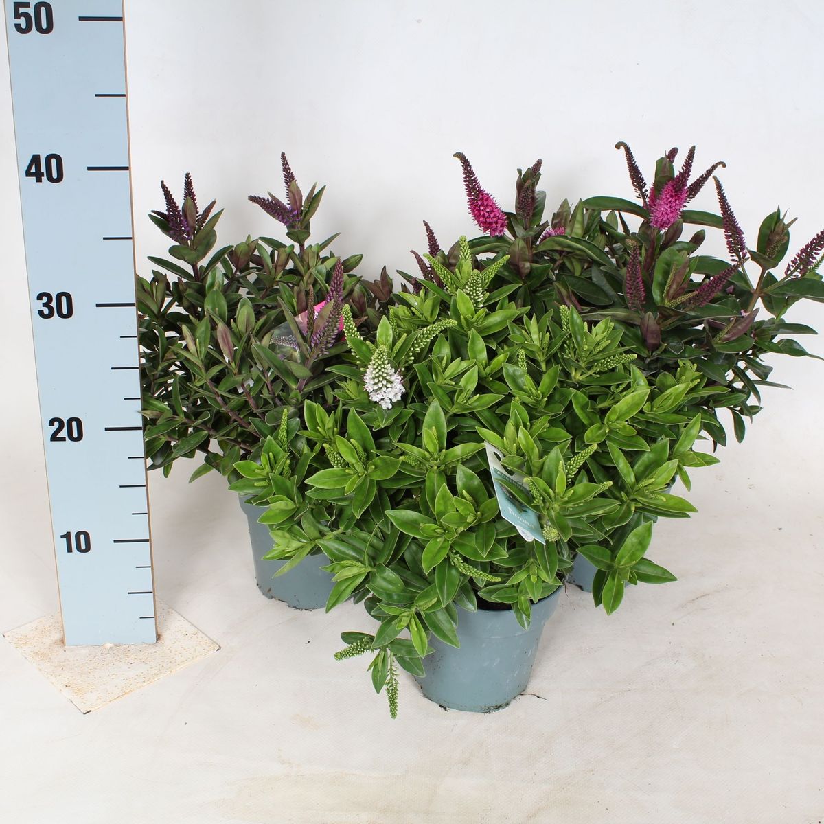cyperus helferi aquarium plant Cyperus helferi Clip | Live Aquarium Plants UAE
