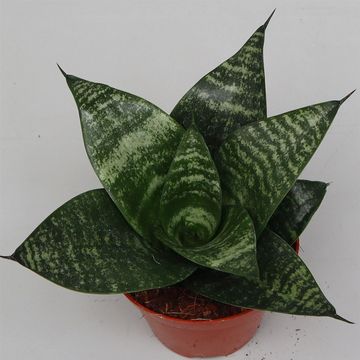 Sansevieria 'Forest Star'