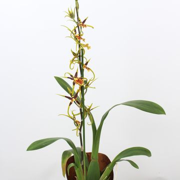 Brassia 'Mystic Maze'