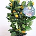 Citrus x microcarpa