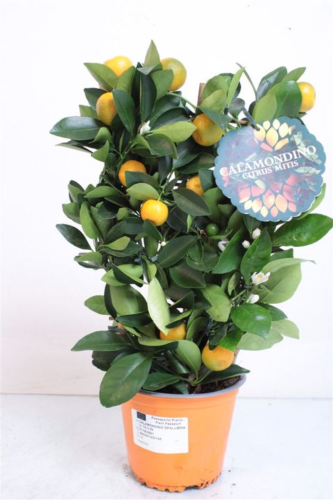 Citrus x microcarpa