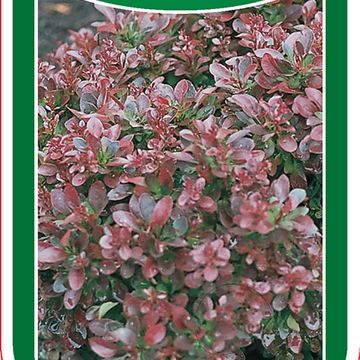Berberis thunbergii 'Atropurpurea Nana'