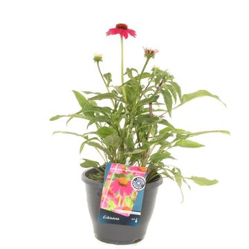Echinacea LAKOTA ROSE