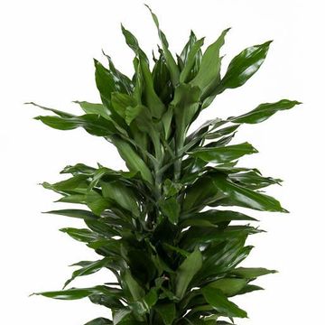 Dracaena fragrans 'Janet Lind'