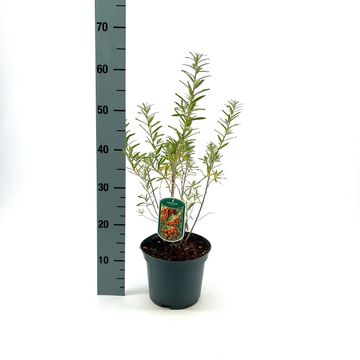 Hippophae rhamnoides