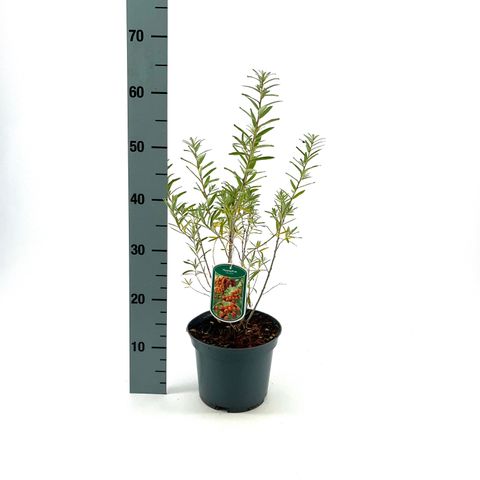 Hippophae rhamnoides