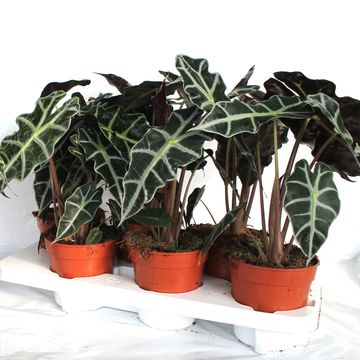 Alocasia 'Polly'