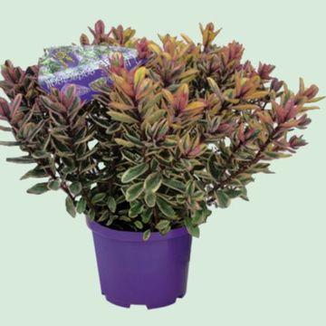 Hebe 'Tricolor'
