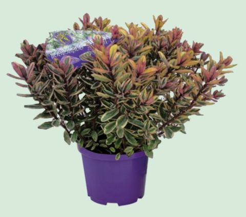 Hebe 'Tricolor'
