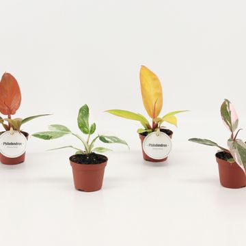 Philodendron MIX