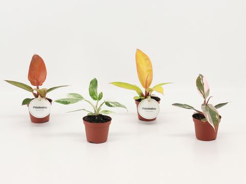 Philodendron MIX