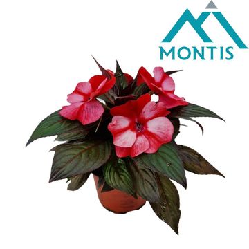 Impatiens NEW GUINEA MIX